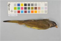 藏品(白環鸚嘴鵯)的圖片